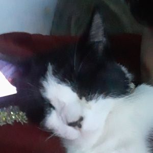 Meet your Posher, Adrian